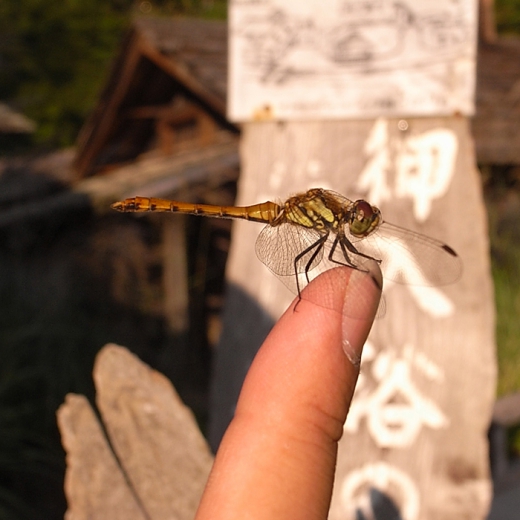 17-鶴の湯　源泉かけ流しどっとねっと.jpg